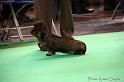 Crufts2011_2 1081